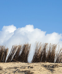 red dune grass under a blue sky at the Brouwersdam in the Netherlands