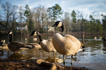 Adult Canadian Geese on the Shoreline of a Lake