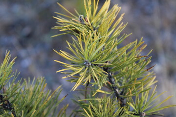 Pine tree fir needles close-up