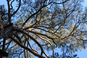 Pine trees branches against blue sky