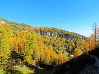 Beautiful landscape above Lipanca and Pokljuka in Julian alps and Triglav national park in Gorenjska region of Slovenia with yellow gold larch (Larix decidua) forest in autumn bathing in the sun