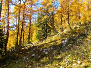 Beautiful colorful larch forest above Pokljuka and Lipanca in Slovenia in the Julian alps in autumn in yellow and gold colors
