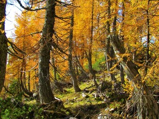 Beautiful colorful larch forest above Pokljuka and Lipanca in Slovenia in the Julian alps in autumn in yellow and gold colors
