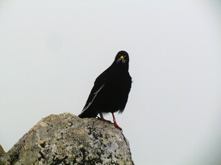 Alpine chough sitting on a rock staring at the camera