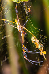 Golden silk spider, Trichonephila clavipes. Gold web spider male and fem