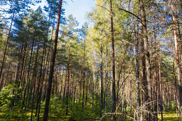 A summer pine forest landscape