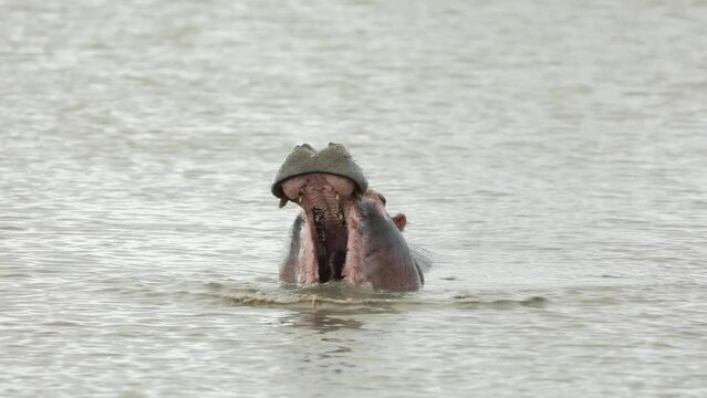 Medium shot of a hippo bull opening his mouth wide as a threat display, Greater Kruger.