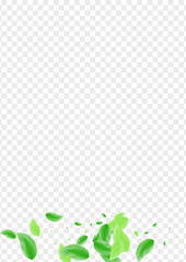 Greenish Leaf Background Transparent Vector. Sheet Set Frame. Pattern Illustration. Green Nature Texture. Greenery Floral.