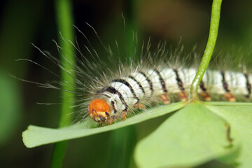 caterpillar on leaf