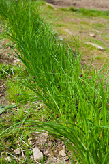 Chives in the garden