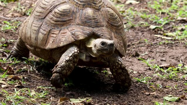 Endangered Turtle crawling slowly, close-up shot.