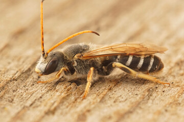 Closeup on a large male of the Giant furrow bee, Halictus quadricinctus sitting on a piece of wood