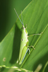 green grasshopper on a leaf