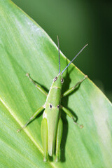 green grasshopper on a leaf