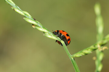 ladybird on a leaf