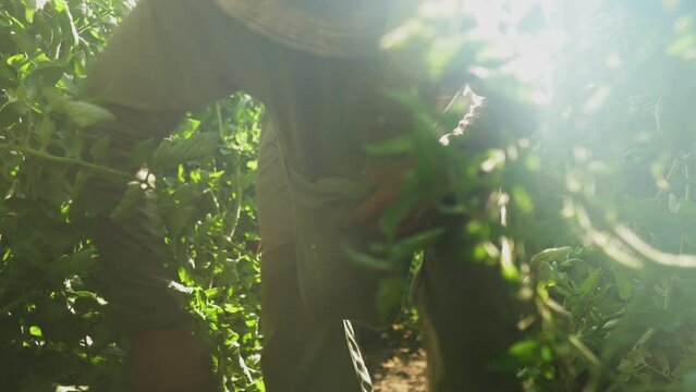 Black latino male farmer in traditional working clothes picking fresh tomato in deep natural vegetation green house, with warm sunshine. Harvest time Fresh organic vegetables concept.