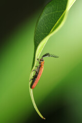 A red bug on leaf