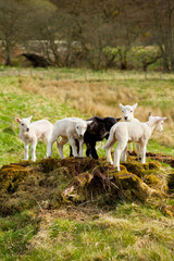 Obraz na płótnie Canvas Black and white lambs