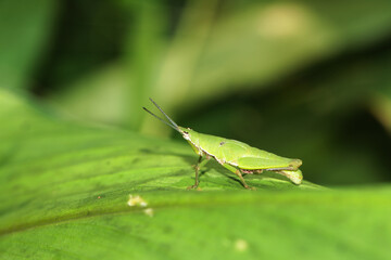 grasshopper on a leaf