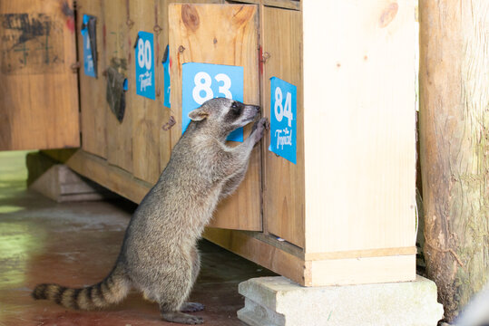 Raccoon Stealing From A Closet. Thief Raccoon