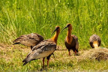 Quatro aves se alimentando no capim.  Theristicus caudatus.