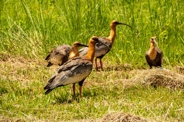 Quatro aves se alimentando no capim.  Theristicus caudatus.