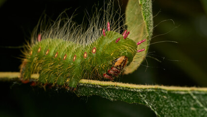 Details of a green caterpillar on a branch.