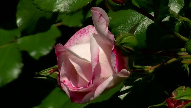 Die rot-wei&szlig;e Rose bewegt sich leicht im Wind (Makro)