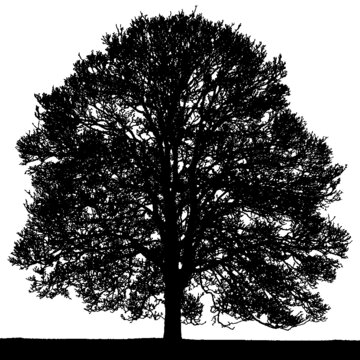 Black vector image of a silhouette of a large tree in summer, isolated on a white background.

