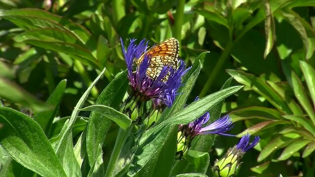 Der Scheckenfalter saugt Nektar in einer Kornblume (Nahaufnahme)