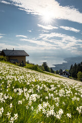 Narcissus field with a view on the Geneva lake in Montreux, Switzerland