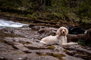 Poodle lying on the rock at Oyster River on Vancouver Island, BC Canada