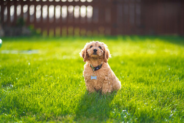 dog in the garden playing dog, happy  cockapoo puppy