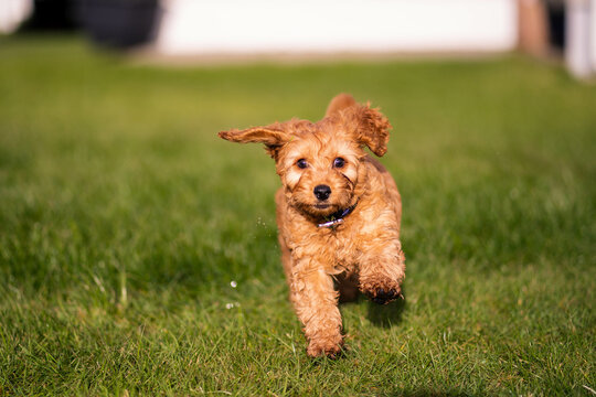 dog in the garden playing dog, happy  cockapoo puppy
