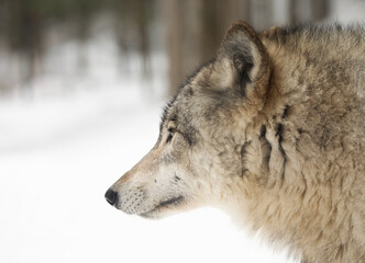 Naklejka na ściany i meble Timber Wolf or grey wolf Canis lupus portrait closeup in winter snow in Canada