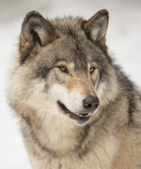 Naklejka na ściany i meble Timber Wolf or grey wolf Canis lupus portrait closeup in winter snow in Canada
