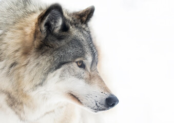 Timber Wolf or grey wolf Canis lupus isolated on white background portrait closeup in winter snow in Canada