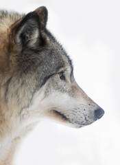 Timber Wolf or grey wolf Canis lupus isolated on white background portrait closeup in winter snow in Canada