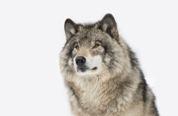 Timber Wolf or grey wolf Canis lupus isolated on white background portrait closeup in winter snow...