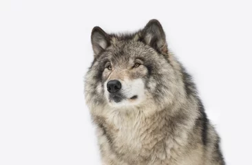 Foto op Canvas Timber Wolf or grey wolf Canis lupus isolated on white background portrait closeup in winter snow in Canada © Jim Cumming