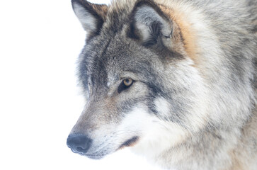 Timber Wolf or grey wolf Canis lupus isolated on white background portrait closeup in winter snow in Canada - 489370039
