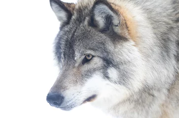Deurstickers Timber Wolf or grey wolf Canis lupus isolated on white background portrait closeup in winter snow in Canada © Jim Cumming