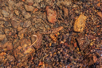 Fototapeta premium Nature background of clear water stream with motley stony bottom in sunlight. Colorful mountain stream texture with mineral water in bright sun. Pattern of sunlit multicolor stones in spring water.