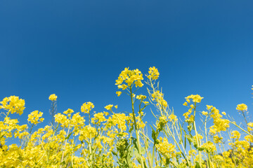 春の菜の花畑と青空　南伊豆町