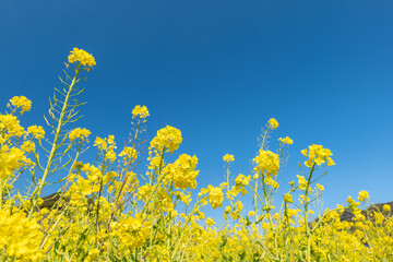Obraz premium 春の菜の花畑と青空 南伊豆町
