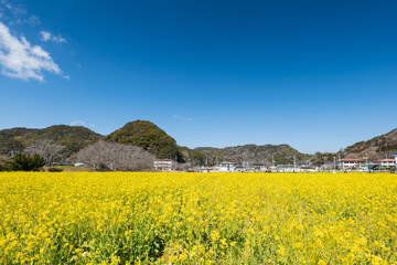春の菜の花畑と青空　南伊豆町