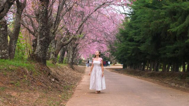Back view of woman in white dress enjoy sakura blooming in garden. Female traveler on spring cherry tree blossom season in Thailand