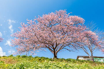Fototapeta premium 早咲きの南伊豆町の河津桜 2月