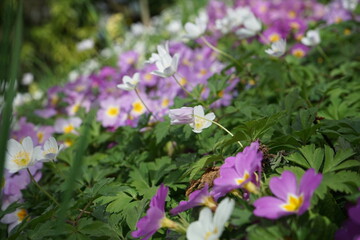 Fototapeta premium Flowers in the alps during spring