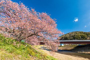 早咲きの南伊豆町の河津桜　2月